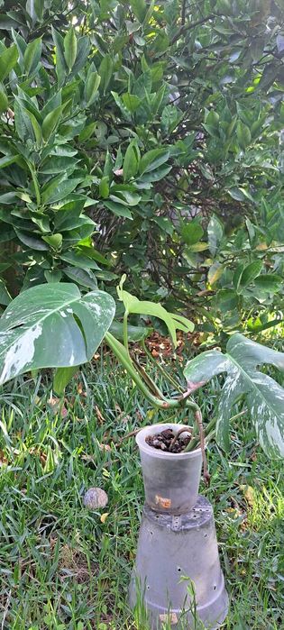 VENDO Monstera variegata envasada