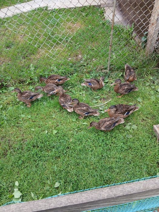Продам підсадні качки