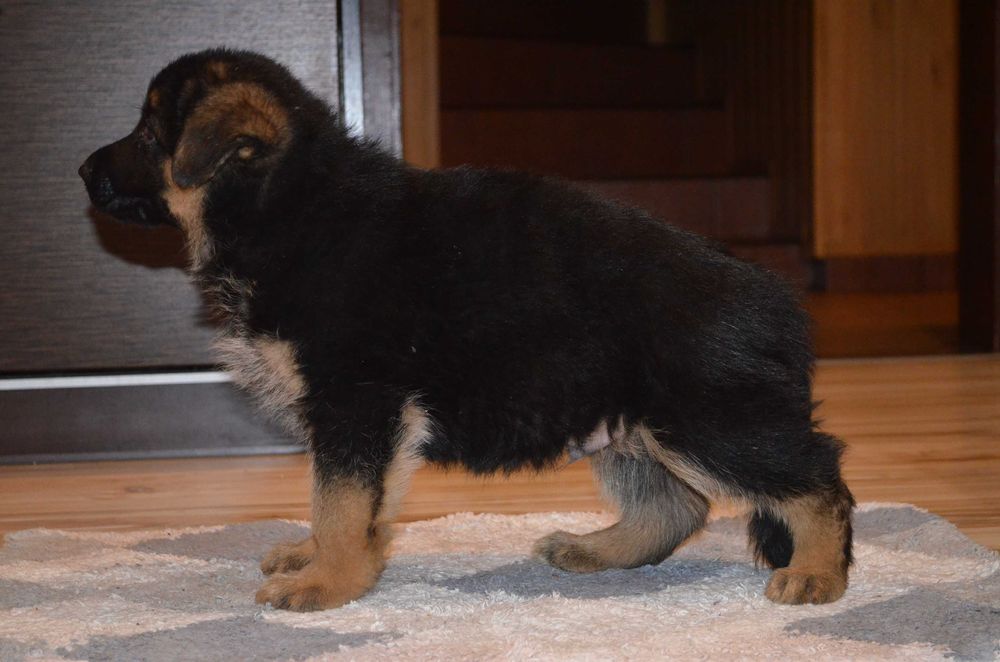 Owczarek Niemiecki Krótkowłosy SPRZEDAŻ!