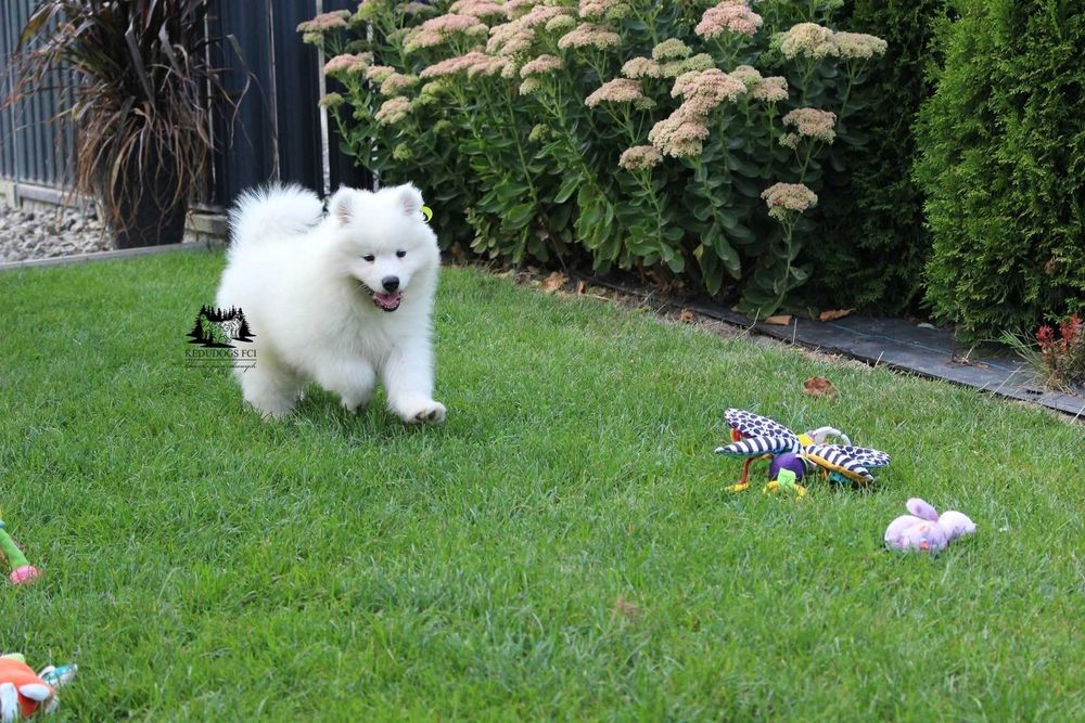 Samoyed *zkwp FCI* piesek