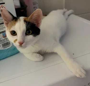 Gata para adoção responsável
