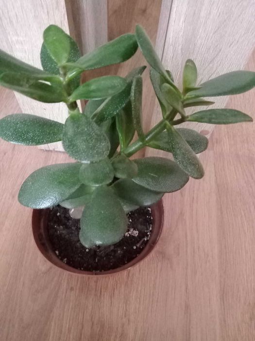 Денежное дерево. Красула