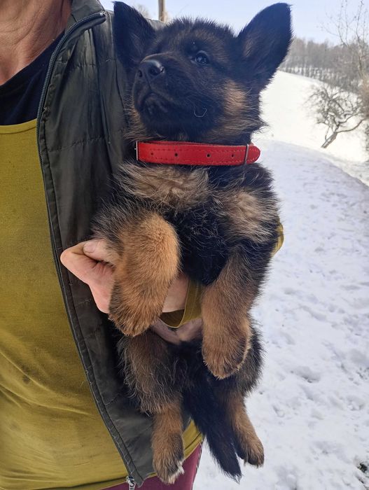 Owczarek Niemiecki SZCZENIAK