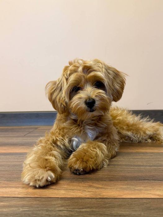 Красуня породи Мальтіпу шукає родину