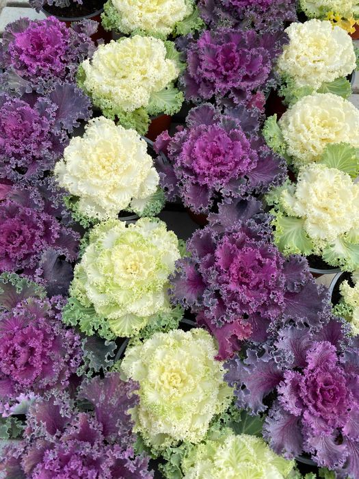 Planta ornamental- Couves Ornamentais-Roxas e Brancas