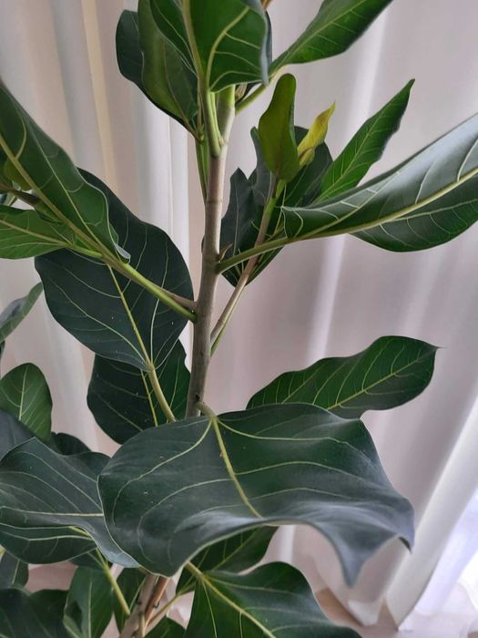 Fikus bengalski 'Joy' wysokość 185cm z don.