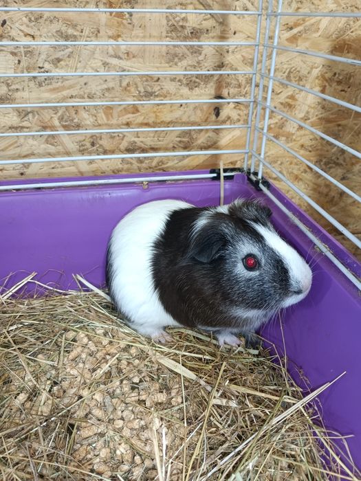 Морські свинки,морська свинка,морська свинка дівчинка