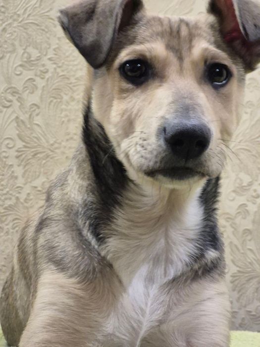 Пес. Собака. Собачка. Щенок. Цуценя.