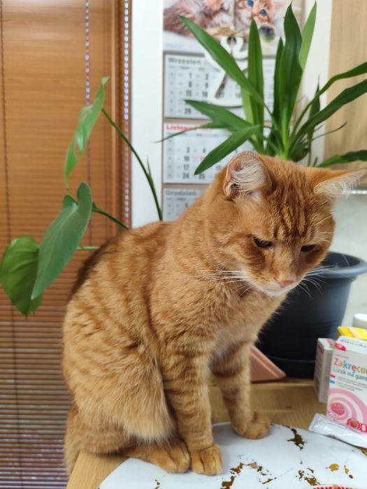 Oddam kota w dobre ręce