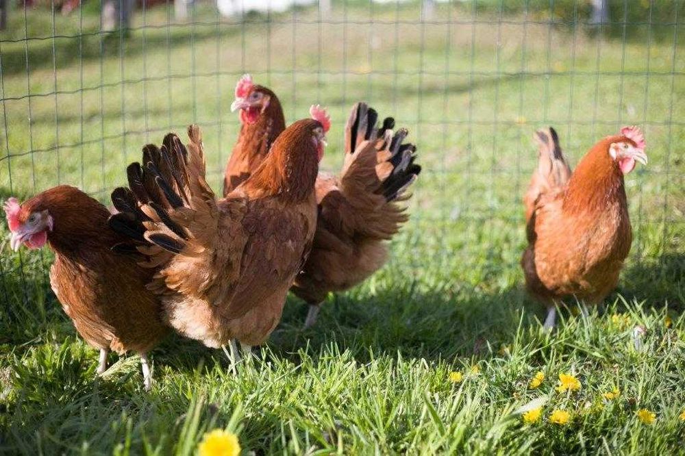 KURY NIOSKI ROSA kurki odchowane z dowozem