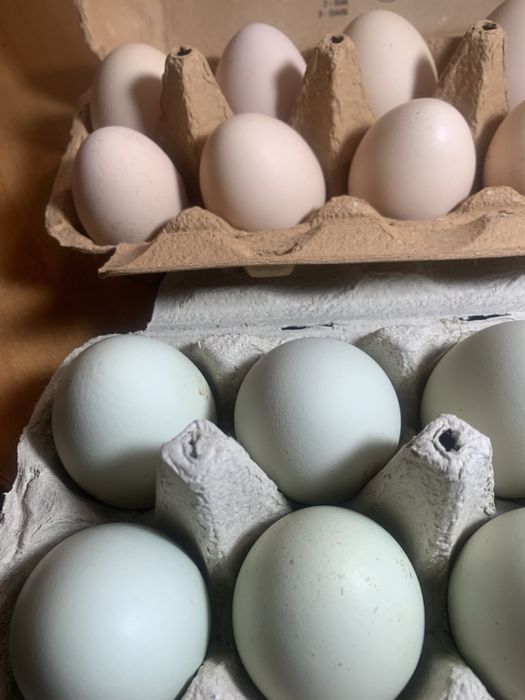 Galinhas Exóticas, Pintos e Ovos Azuis