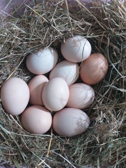 Ekologiczne jaja kurzęce z  wolnego wybiegu