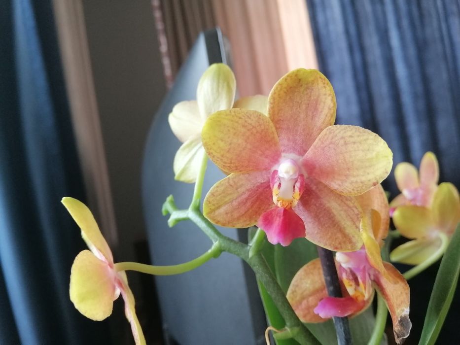 Орхідея фаленопсис