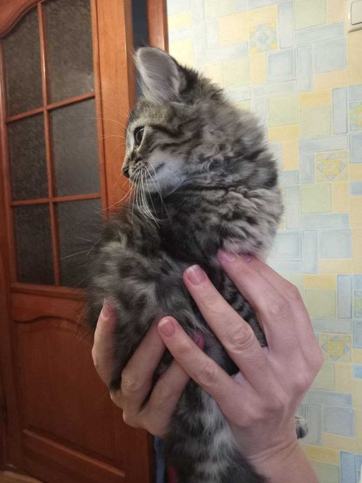 Кошенята чекають на люблячих господарів