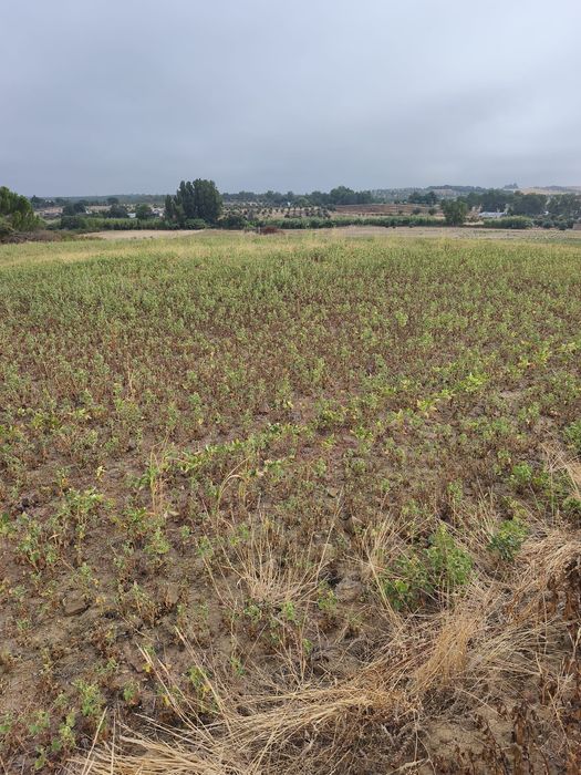 Vendo terreno de 2,5 hectares com regadio