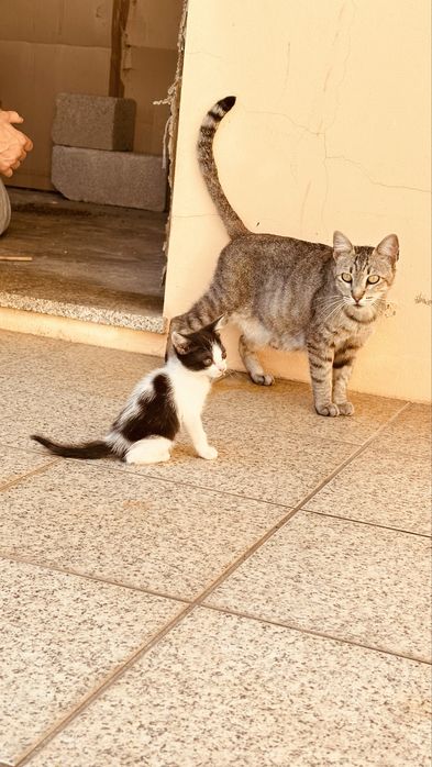 Dá-se gatos para adoção responsável