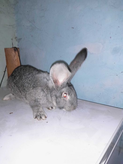 Olbrzym belgijski - samiec