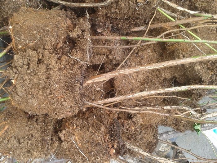 Plantas de mirtilo-variedade Aurora- sem vaso