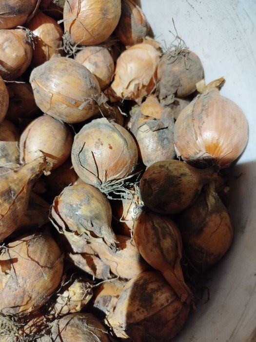 Cebula  / cebula drobna  mniejsza