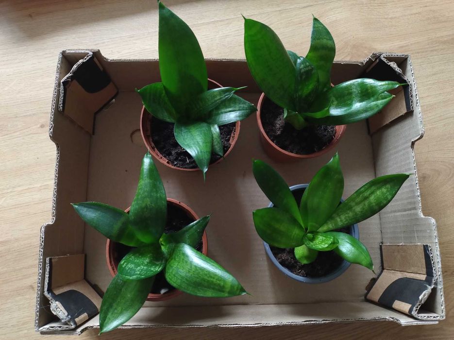 Sanseweria niska - wysokość około 20 cm