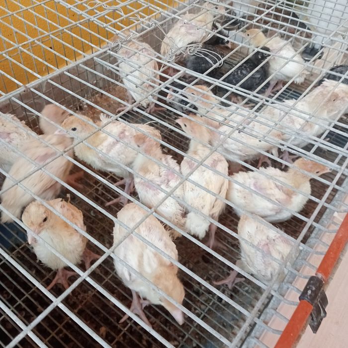 Perus brancos de aviário