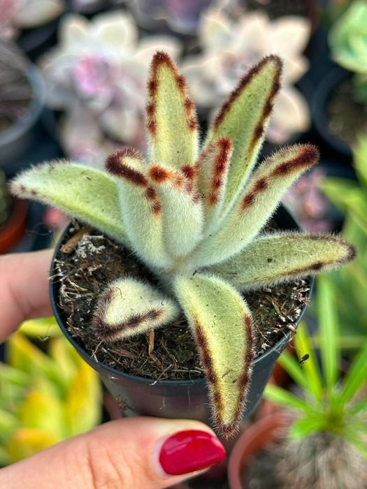 Cactos e suculentas