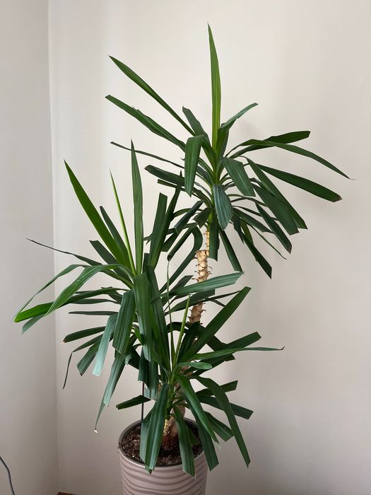Juka kwiat doniczkowy ok 150 cm