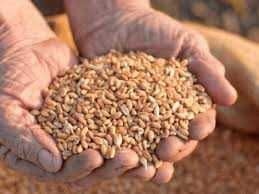 Продам пшеницю можлива доставка до міста.