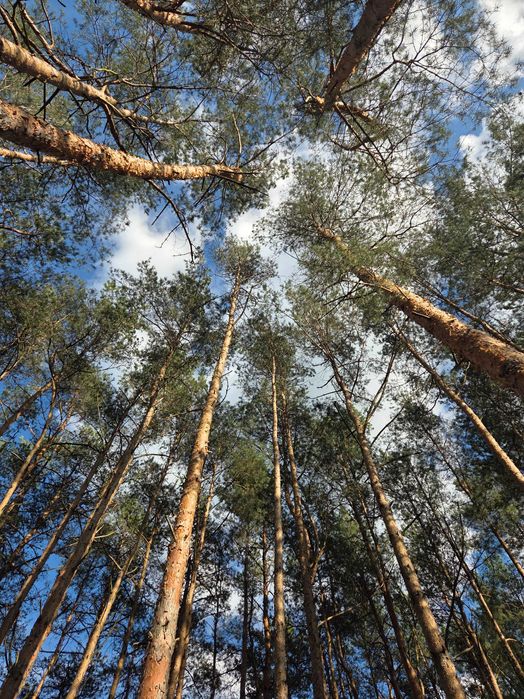 Komfortowy domek przy lesie.