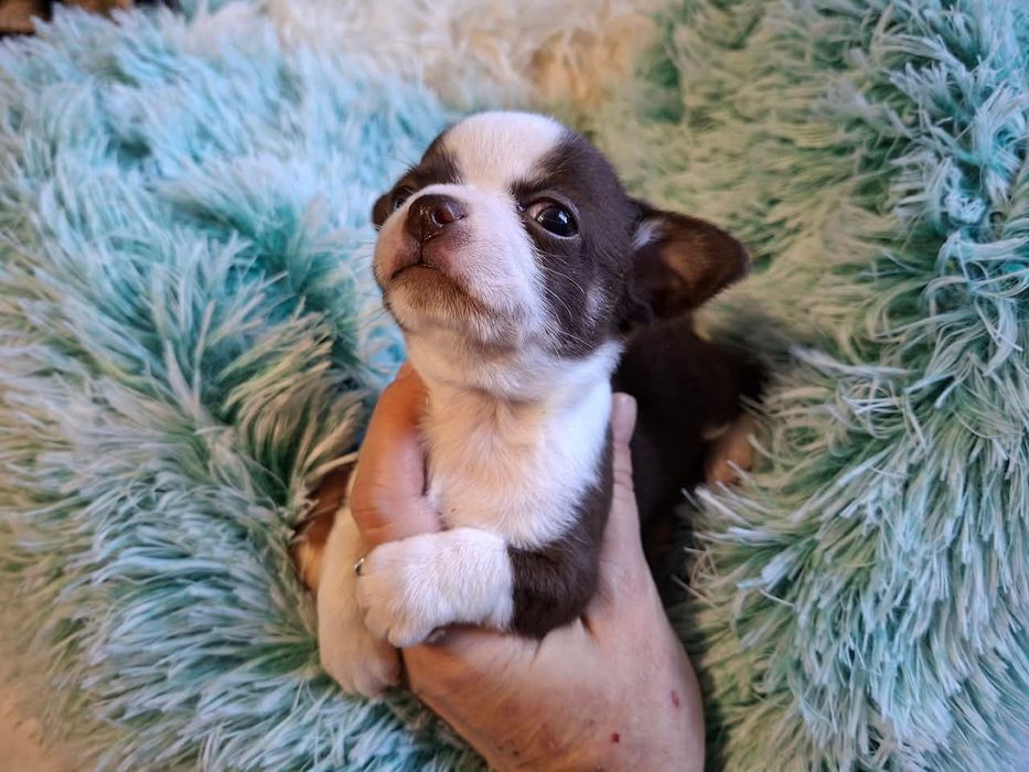 Śliczny piesek Chihuahua czekoladowo biały. REZERWACJA