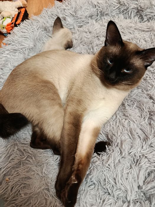 Продам сиамских котят