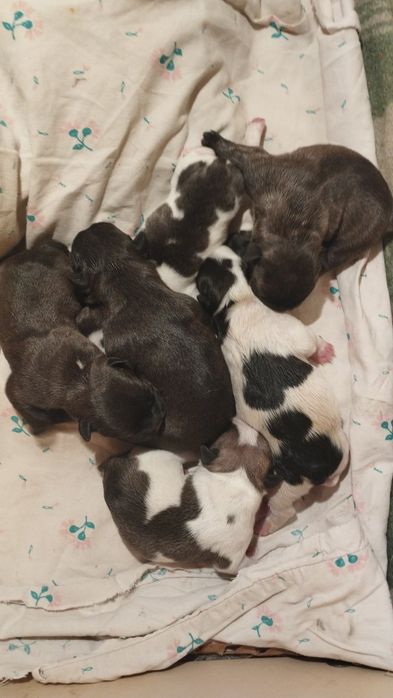 Вязка французького бульдога