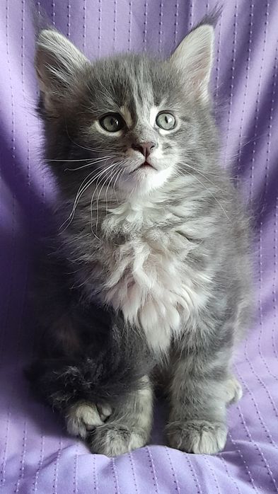 Пропоную кошенят мейн кун.