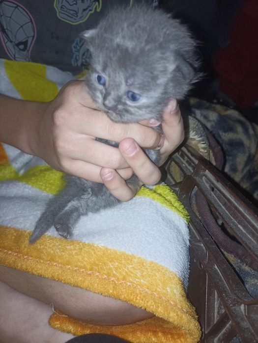 Котята грудние 4шт