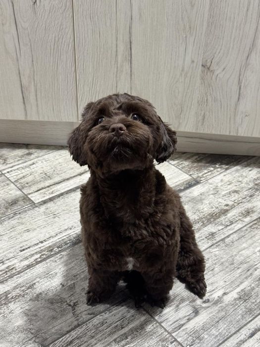 Стрижка собак маленьких пород(услуги грумера)у себя,и с выездом на дом