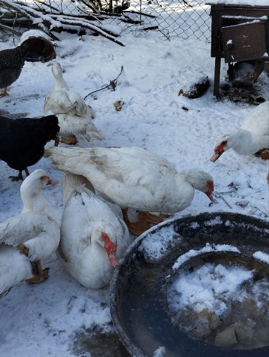 мускусні качки білі