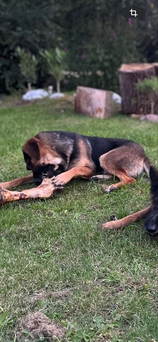 Roczny pies do adopcji – kochany mieszaniec