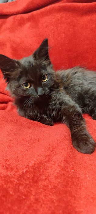 Котики 3 місяці