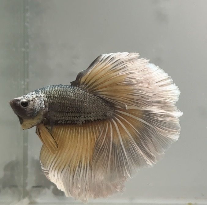 Diversidade de Bettas importados