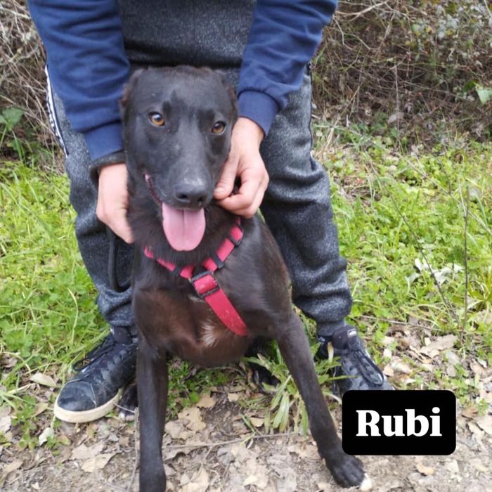 ‼️ Adoção Responsável ‼️