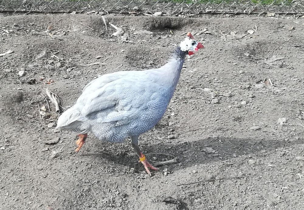 Jaja perlicze lęgowe