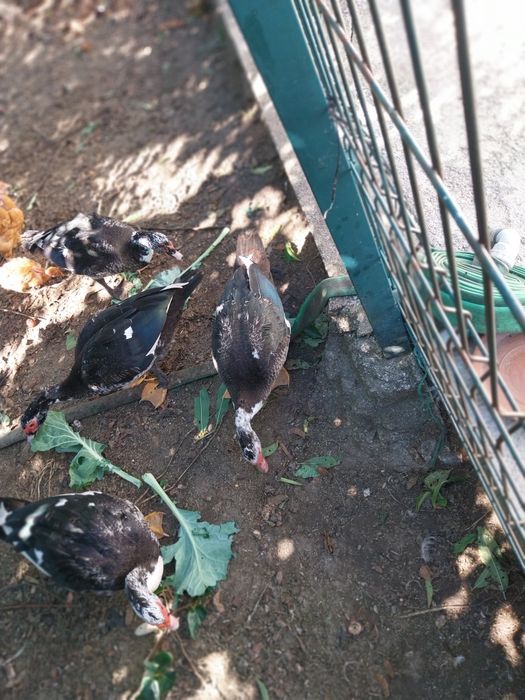 Vende-se 5 patos machos