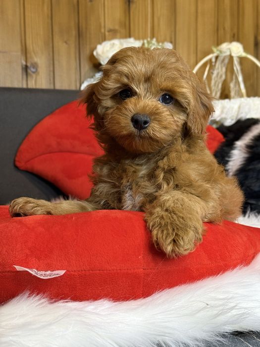 Мальтіпу , яскравий хлопчик.