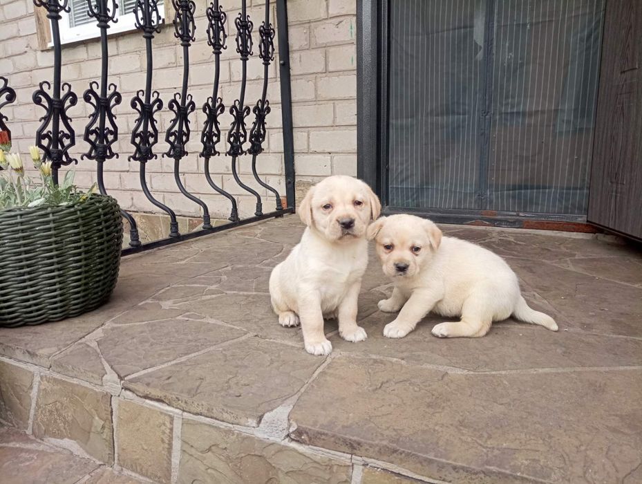 Цуценя породи лабрадор 2 місяці