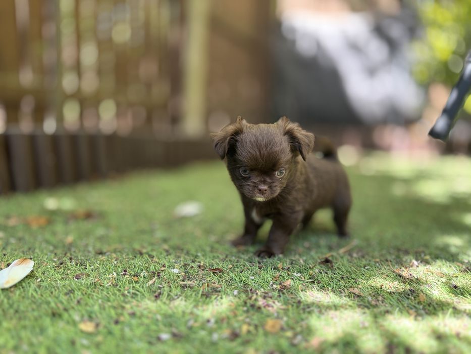Chihuahua Dlugowlosy FCI