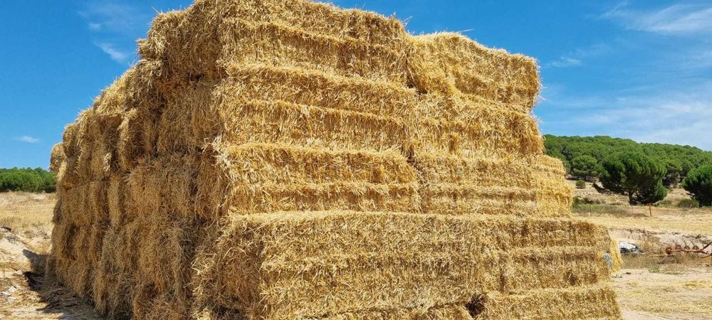 Palha  de trigo e cevada