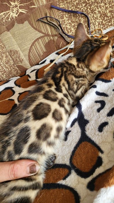 Бенгальские котята клубные.