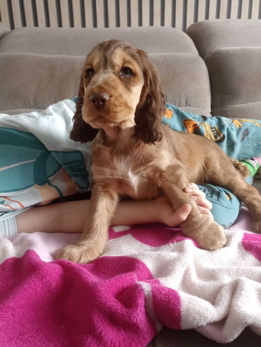 Cocker Spaniel angielski odbiór po 05.02. ostatnie 2 pieski