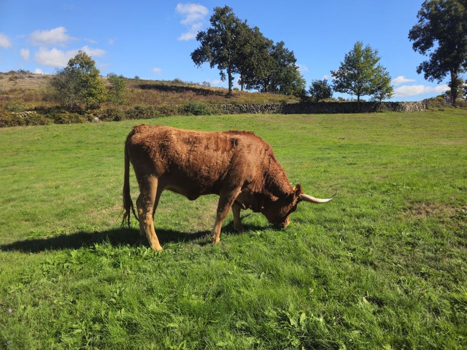 Lote Bovinos/Vacas Raça Barrosã