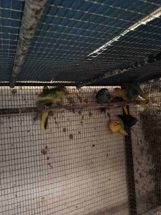 Kakarikis casais feitos muito bonitos